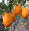 果树果苗/湖南苗木批发 橙子树苗 柑桔名优新品种-埃及糖橙苗