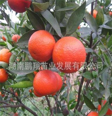 湖南果苗 果树苗木 桔子树苗-世纪红 台湾品种味浓香甜橘子树苗
