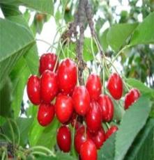 长期供应优质果树苗大樱桃 成活率高