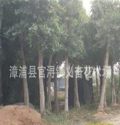各种绿化苗木 大量 乔木 灌木 竹类 品种繁多