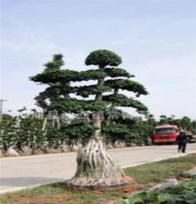 漳州沙西榕树 造型榕树盆景