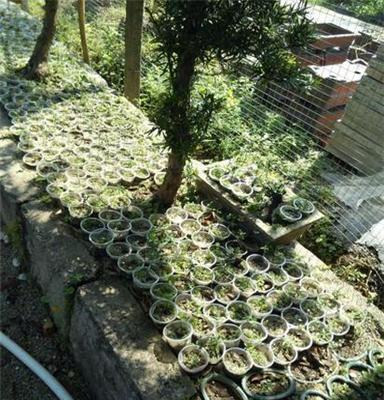 大量供应黑骨茶盆景 黑骨香 黑檀树苗 新会原产地 价格优惠