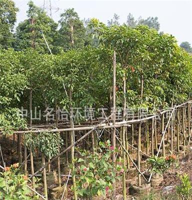 基地批发供应 秋枫袋苗 绿化乔木 优质行道树 园林绿化 景观设计