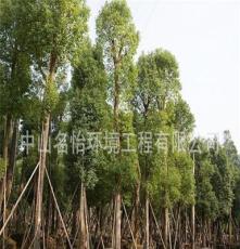 供应高品质 常青乔木 香樟树 城市绿化大树 大量供应