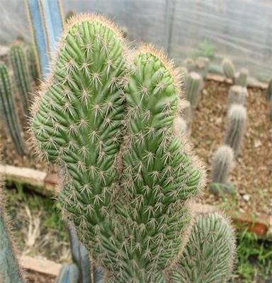 供应薮蛇柱属红笔缀化Rathbunia alamosensis f.crista