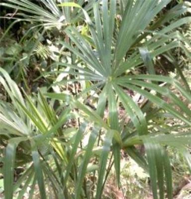 特价四季常青观赏植物 棕榈树种苗 净化空气