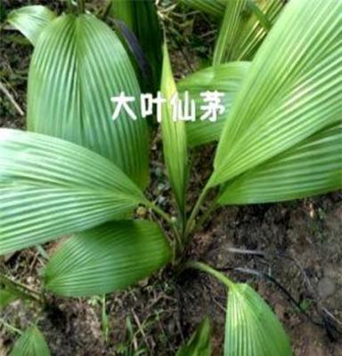 高档盆栽花卉室内观叶植物大叶仙茅种苗庭植 优良中药材