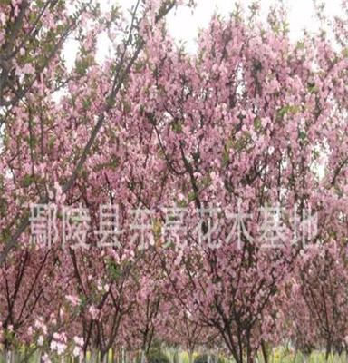 供应 垂丝海棠 海棠花 紫叶小檗 绿化苗木基地