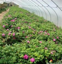 月季工程苗 花卉种苗批发 玫瑰鲜花种苗 玫瑰盆花