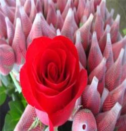 供应优质花卉玫瑰苗观赏玫瑰种苗6－13公分卡罗拉无病虫害