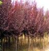 供应绿化苗木紫叶李，油松，侧柏，北京桧，榆