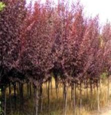 供应绿化苗木紫叶李，油松，侧柏，北京桧，榆
