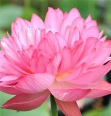 长期批发供应 出售非常漂亮的庭院盆栽睡莲种水生花卉