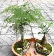 盆栽花卉***常年翠绿--文雅之竹--著名的室内观叶花卉