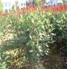 灌木红叶石楠、蓬径50--80cm红叶石楠