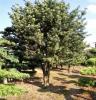 6－20公分罗汉松出售 15－50公分移栽小叶女贞造型树 桂花树