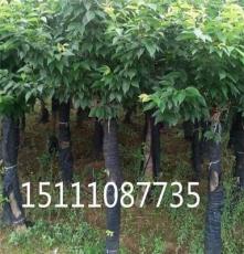 红桎木桩景10－60公分优质出售 10－20公分移栽椤木石楠