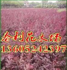 绿化苗木 灌木类 红叶小檗 高50CM 3-4分枝 低价销售