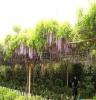 园林棚架绿化:紫藤,木香