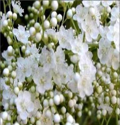 ——珍珠绣线菊，绿化苗木，灌木
