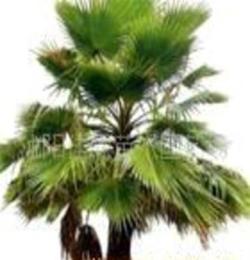 绿化苗木 棕榈 金山棕 各种规格