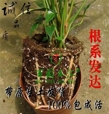 室内高档花卉盆栽 红掌 火鹤花四季开花带原土发货 粉掌 白掌批发