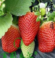 盆栽四季草莓苗 优质甜查理草莓苗 四季果树苗 包成活当年结果
