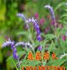厂家直销蓝花鼠尾草 一串蓝 鼠尾草花卉种子、种苗、种子、种球