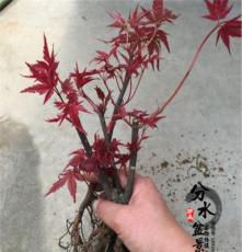 分水盆景：高档盆栽花卉 红枫盆景 微型树桩红枫绿植