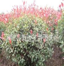 常年供应绿化灌木60公分红叶石楠球 红叶石楠球