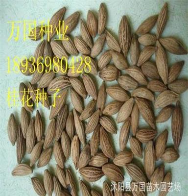 桂花种子 桂花种子种苗 桂花树 桂花 林木种子贱价销售