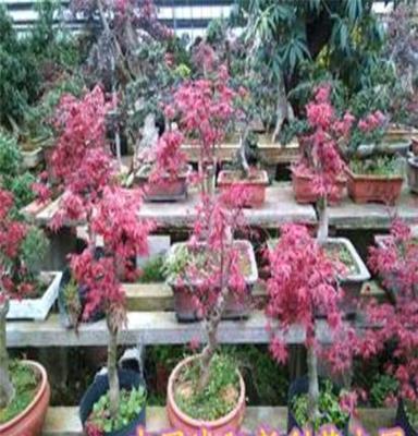 中国新利花木基地出售高档盆景植物 日本红枫