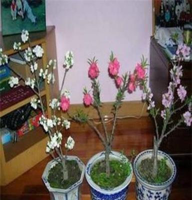 高档树桩盆景花卉盆栽 果树嫁接矮寿星桃盆景 送长辈的最好礼物