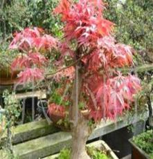 出售：大型日本红枫盆景 精品树木盆景 造型红枫盆景等（内有实物