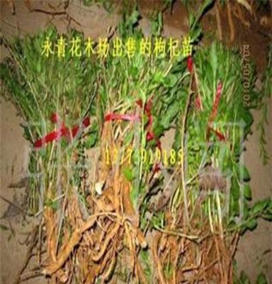 沭阳永青花木场出售枸杞苗 野生枸杞苗 适应性更强 药用价值更高