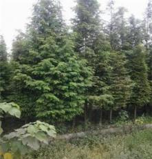 供应四川地区5-30公分绿化苗木水杉