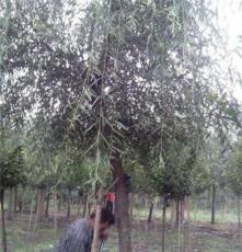 供应四川地区5-20公分垂柳，柳树，绿化苗木