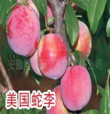 供应日本太阳神李 李树 新品种果树苗 种苗