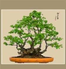 三角枫盆景，低价出售，四季变化分明，办公室迷你植物盆栽盆景。