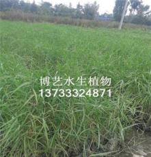 供应包头耐寒抗旱芦苇种苗价格博艺华北最大水生植物批发商