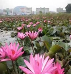 基地直銷荷花苗、蘆葦苗、黃菖蒲等水生植物