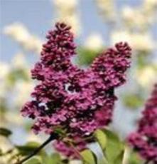 优质紫丁香 紫丁香最大种植基地