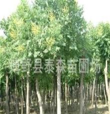 綠化苗木北京欒樹--新一代行道樹喬木 欒樹 精品