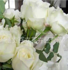 白色玫瑰花批发，鲜切花玫瑰直供鲜花花店，坦尼克（白色）玫瑰花