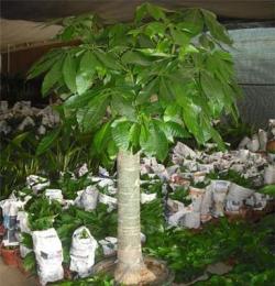 望城花卉望城綠植物租擺租賃望城鮮花速遞配