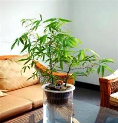 大量供应水培花卉室内观叶植物佛肚竹