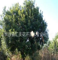 杨梅树 丛生杨梅（2-15杆） 优质绿化苗木 花木 5-40cm 柏加出品