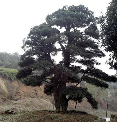 优质专业绿化苗木 花木 罗汉松 价格优惠 5-30cm (有各式造型)