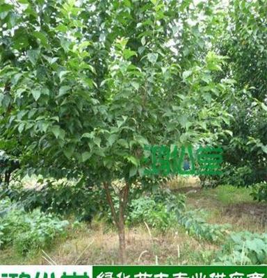 绿化苗木樱桃 胸径4-12公分 湖南基地批发直销 跳马柏加大量现货