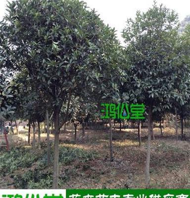 [绿化苗木]长沙苗圃供应丹桂树 5-10公分 基地直销 绿化工程用树